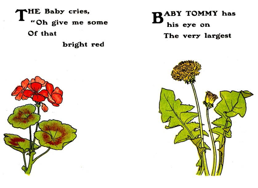 Geranium---Dandelion