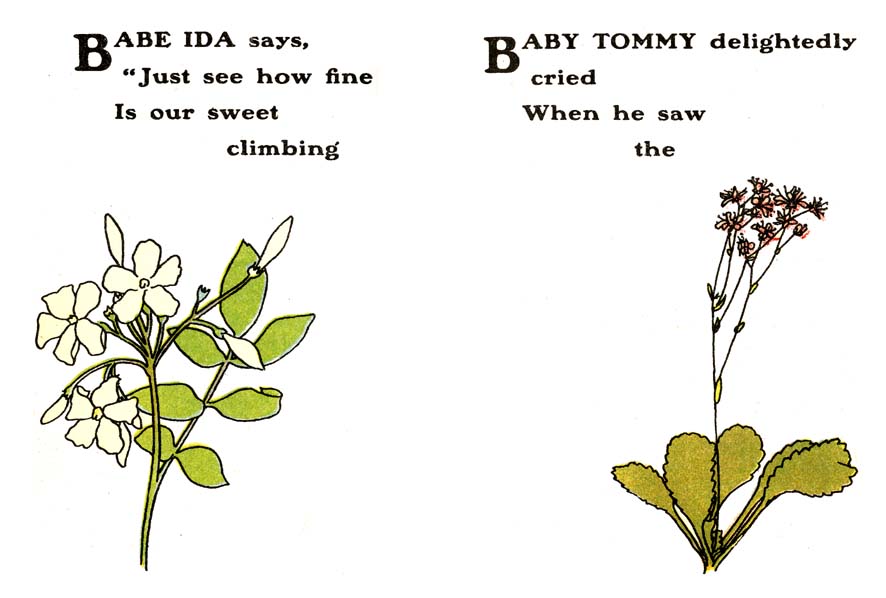 Jessamine---London-Pride