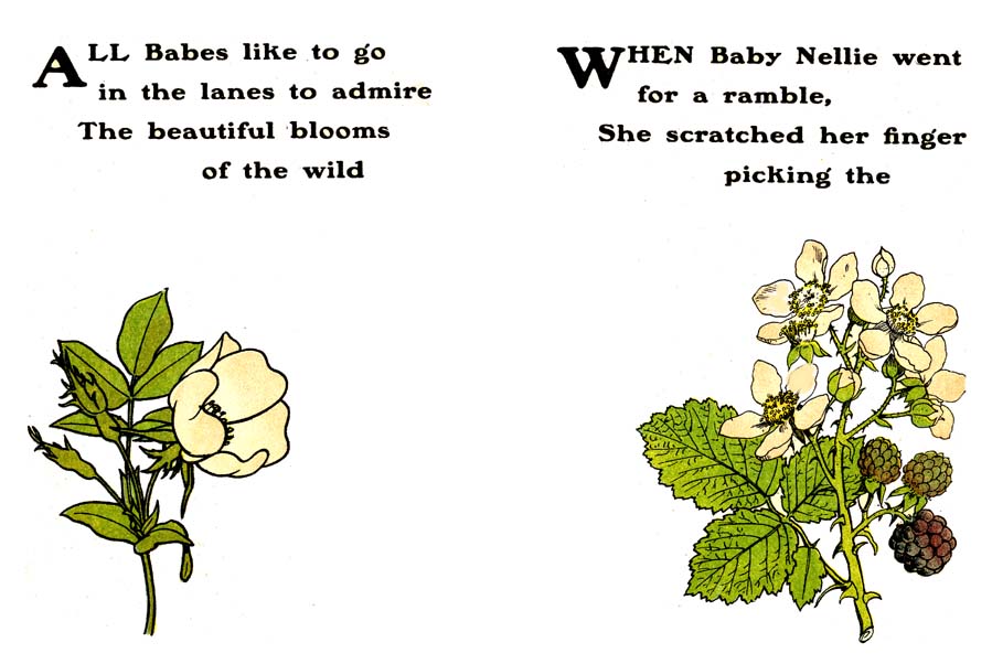 Sweet-Briar---Bramble