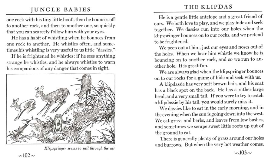 054_Jungle_Babies