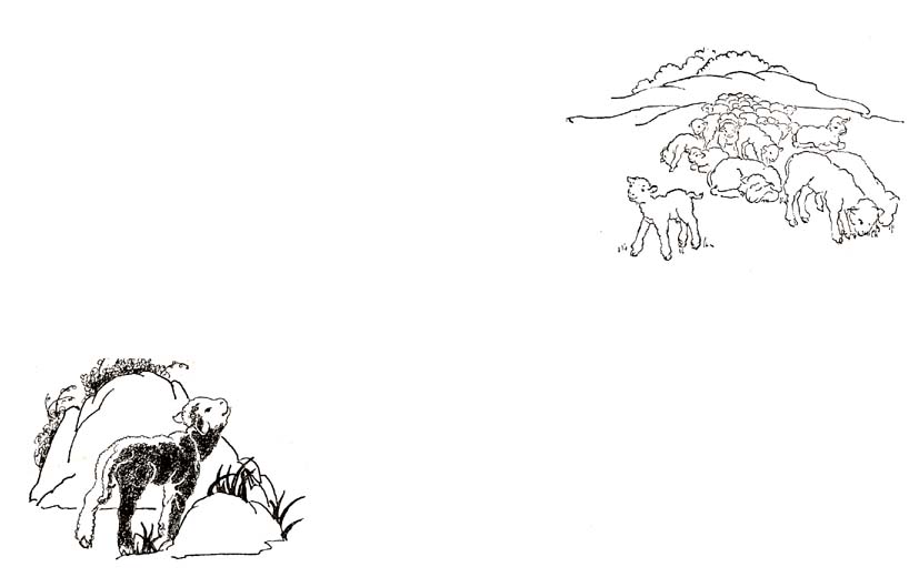 07_The_Little_Black_and_White_Lamb_