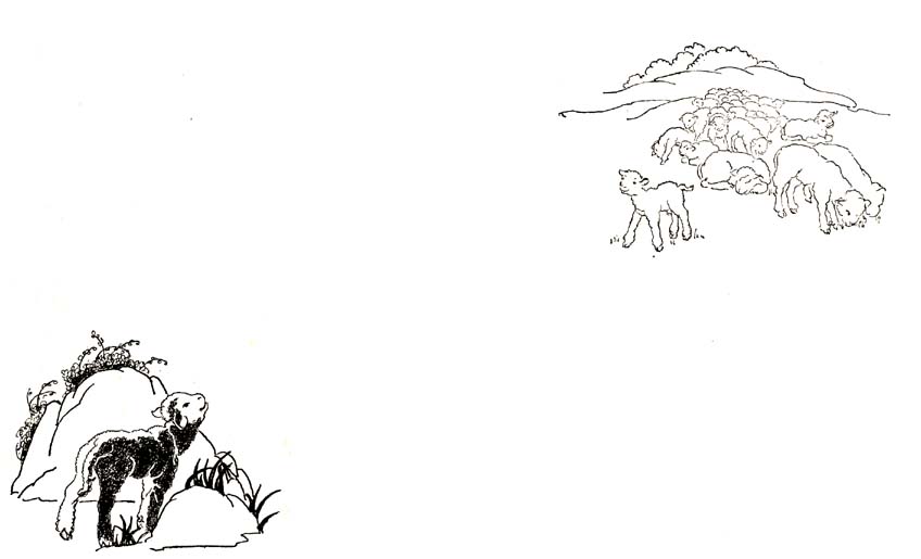 25_The_Little_Black_and_White_Lamb_