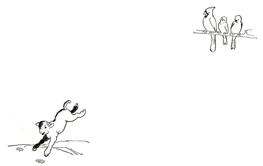 37_The_Little_Black_and_White_Lamb_