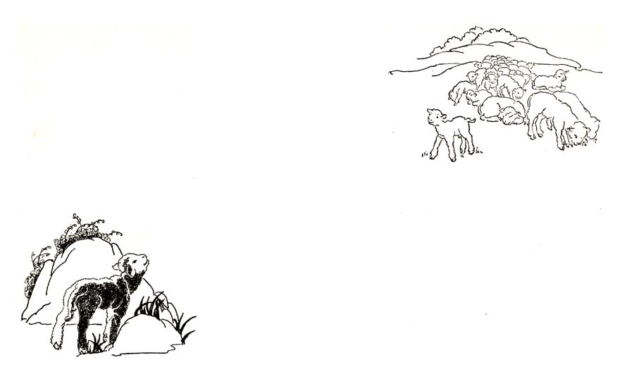 49_The_Little_Black_and_White_Lamb_