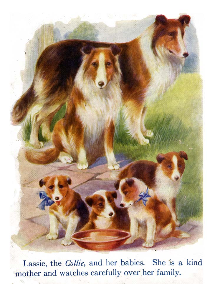 08_My_Book_of_Cats_and_Dogs