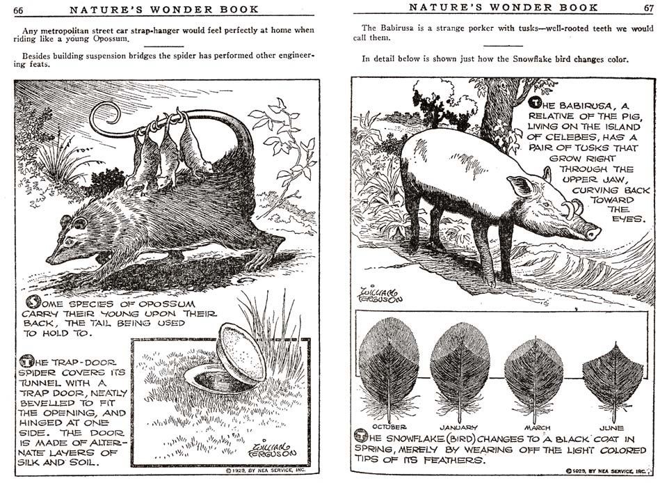 33_Natures_Wonder_Book