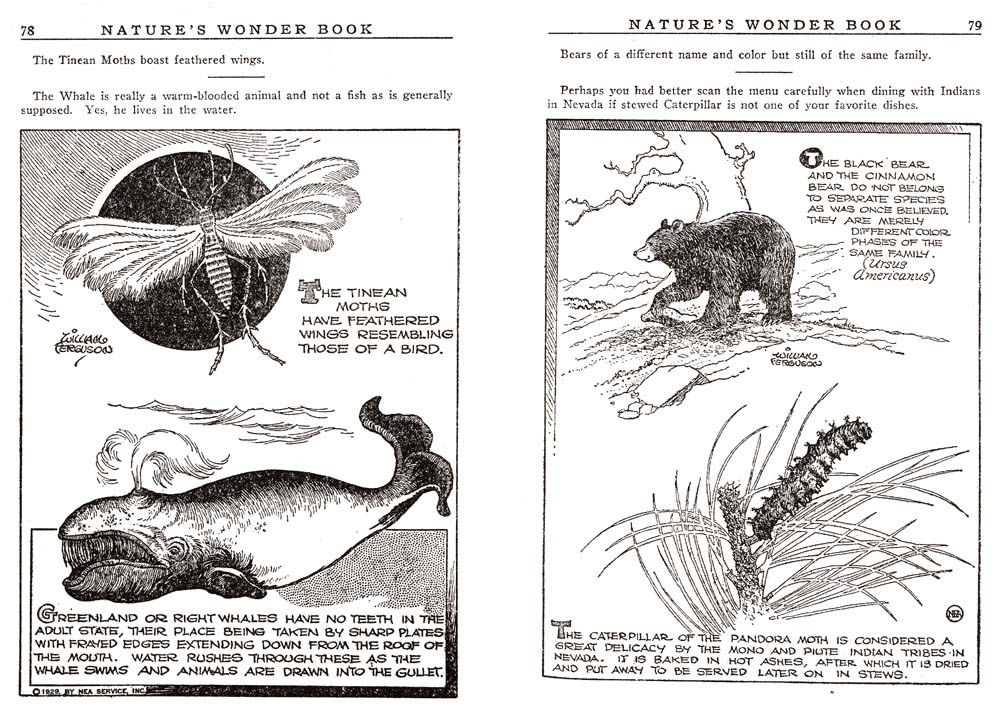 39_Natures_Wonder_Book