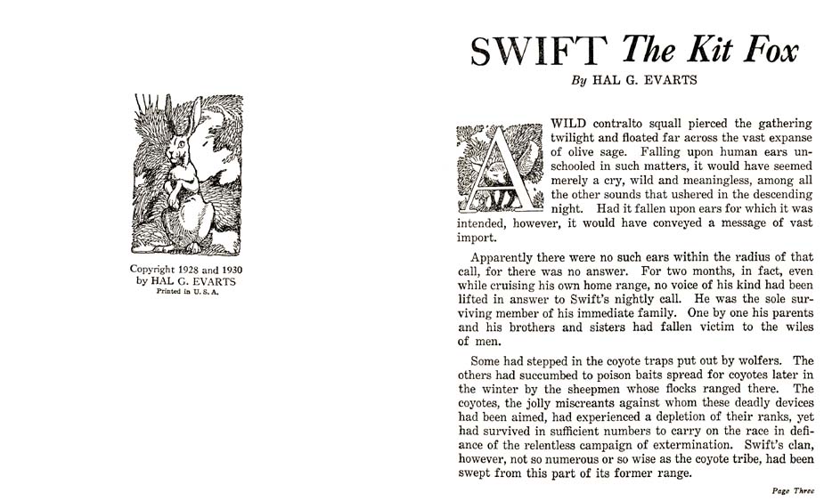 04_Swift_the_Kit_Fox