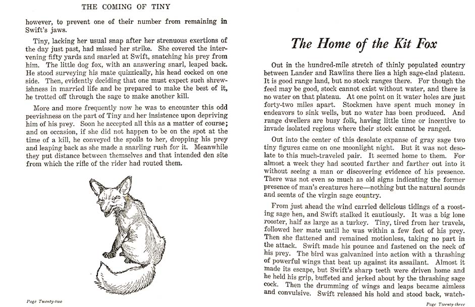 14_Swift_the_Kit_Fox