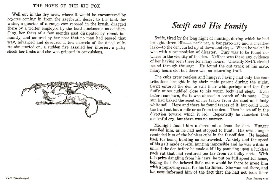 17_Swift_the_Kit_Fox