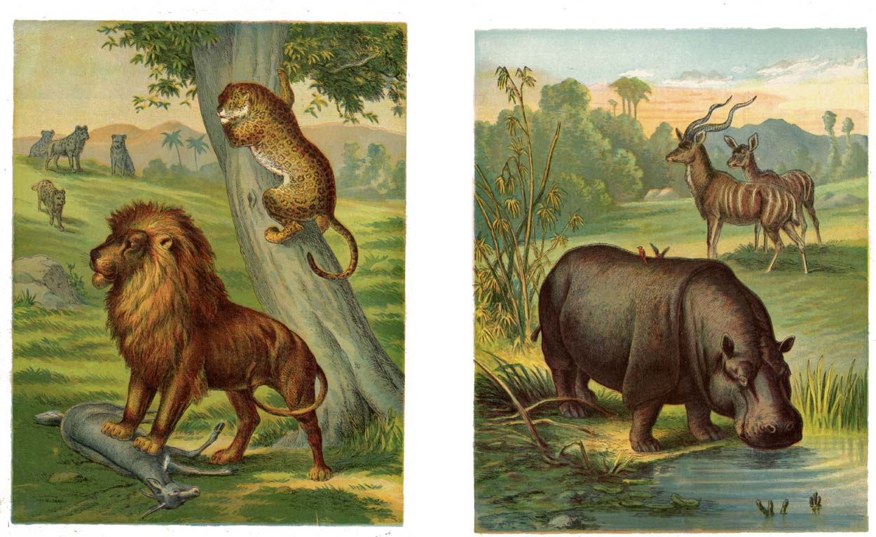 03_Wild_Animals