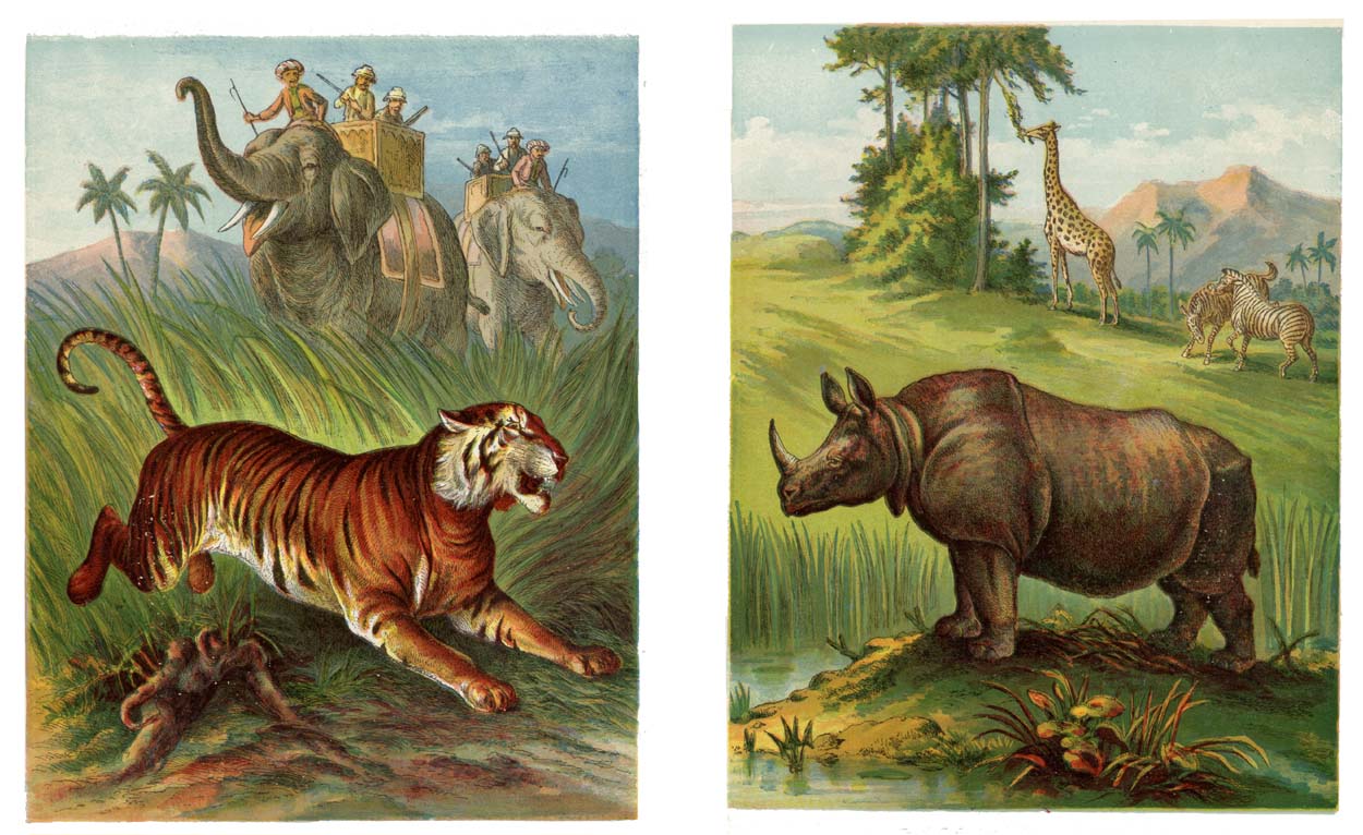 07_Wild_Animals