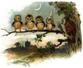 owls.jpg